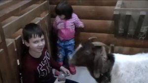 Контактный зоопарк. Трогательный зоопарк. Муравейник. Самоцветы.