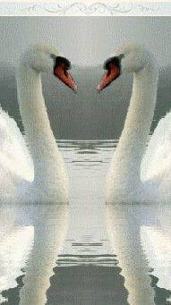 Лебединая верность в пос. Камыши