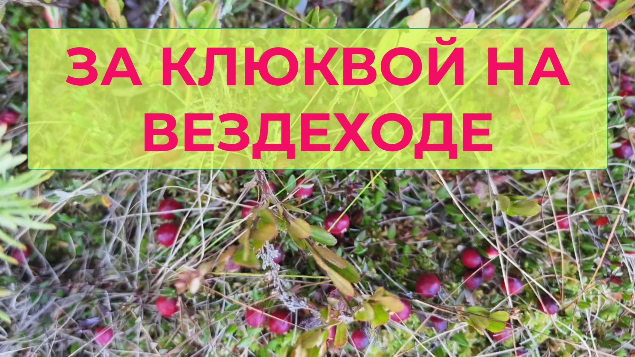 На Вездеходе Поехал на Болото Пособирать Клюквы