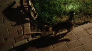 Монастырские котики.☦️😼🐱