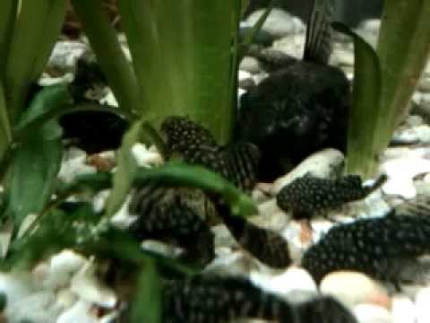 Сомики породы анциcтрус. Время кушать! смотреть онлайн