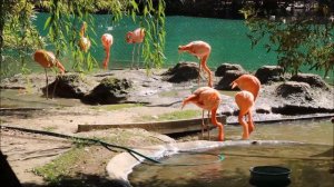 Фламинго наслаждаются тёплой погодой 17.09.2025