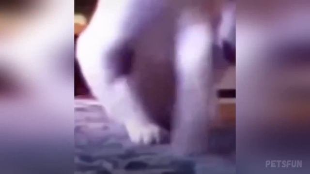 Смешные животные, часть 40