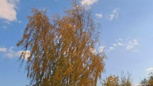 какая прекрасная погода пойдёмте погуляем