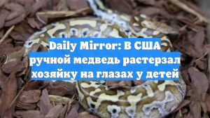 Daily Mirror: В США ручной медведь растерзал хозяйку на глазах у детей