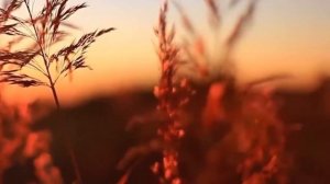 Музыкальное произведение «С чего начинается Родина» (муз. В. Баснера, аранжировка С. Борисова).