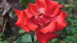 19=09=2025  кмр   (190)