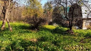 Душе покоя не даёт сирени ветвь...