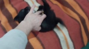 Как Пышечка реагирует на щекотку