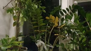 Угасла страсть