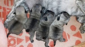 новорождённые щенки мопса тигровые и беж