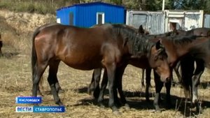 Полсотни лошадей устроили променад по улицам Кисловодска