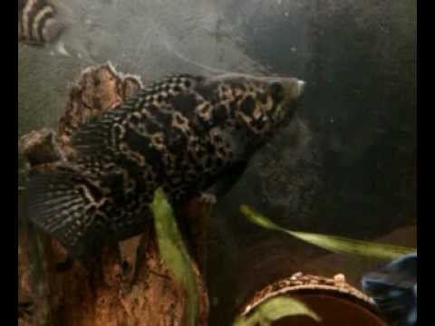 Манагуанская цихлазома (самец, сент 2011) смотреть онлайн