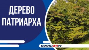 В парке Дендрарий пересчитали деревья-патриархи
