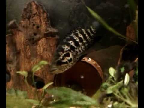 Цихлазома Манагуа портрет (2 минуты из жизни рыбины) смотреть онлайн