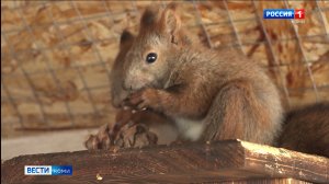 Лидия Карпова из города Ноябрьск уже много лет спасает и выхаживает диких животных