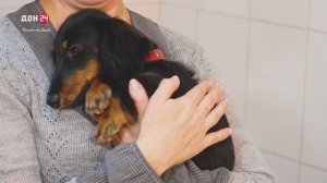 День здоровья для хвостатых