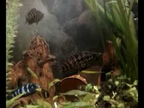 Манагуанская цихлазома и Димасони смотреть онлайн