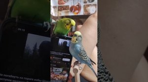 Птички атаковали телефон