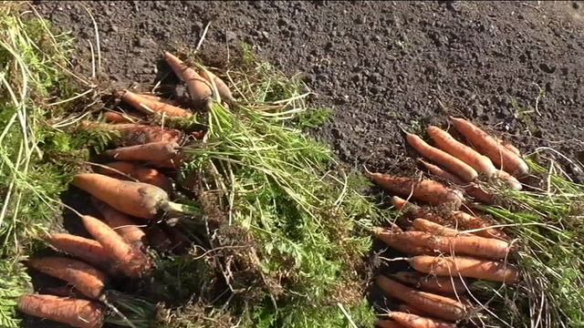 Урожайность моркови