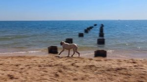 Собака съела Товар  - Наггано