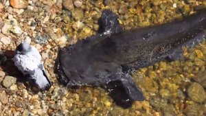 Сом охотится на голубей - Редкие запечатленные нападения 🐠🐋🐟