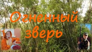 Огненный зверь