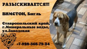 Пропала собака! ВИМСТОН. Бигль. Ставропольский край, г. Минеральные воды