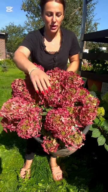 Гортензия метельчатая Petite Star ("Петит Стар") НОВИНКА 2021года смотреть онлайн