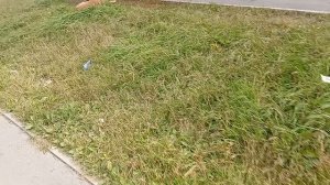 1000005436.mp4 Собаки- бродяги