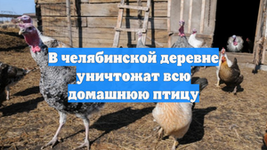 В челябинской деревне уничтожат всю домашнюю птицу