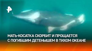 "Тур печали": мать-косатка носит погибшего детеныша по океану