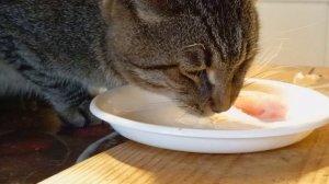 Обед Моисея.🐱🏡