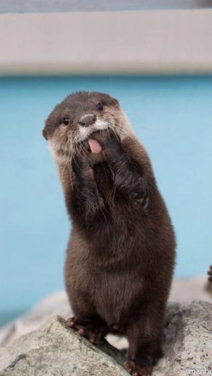 Otter