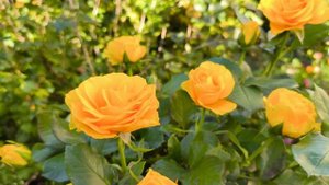 Желтая штамбовая роза