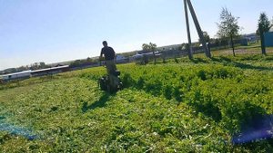 Начал делать компост из чистой люцерны.