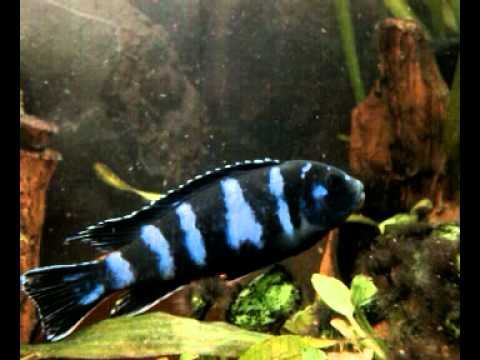 Псевдотрофеус Димасони (сентябрь 2011) смотреть онлайн