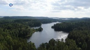 «Пульс региона»: ко Дню работников леса