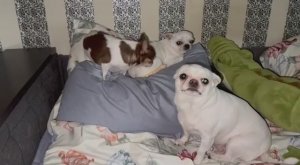 Всем наидобрейшего утречка и чудесного начала дня.