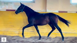 Жеребец ДАВЛАД ХИТ WD, 2024 г.р. #внукиDantanderHit