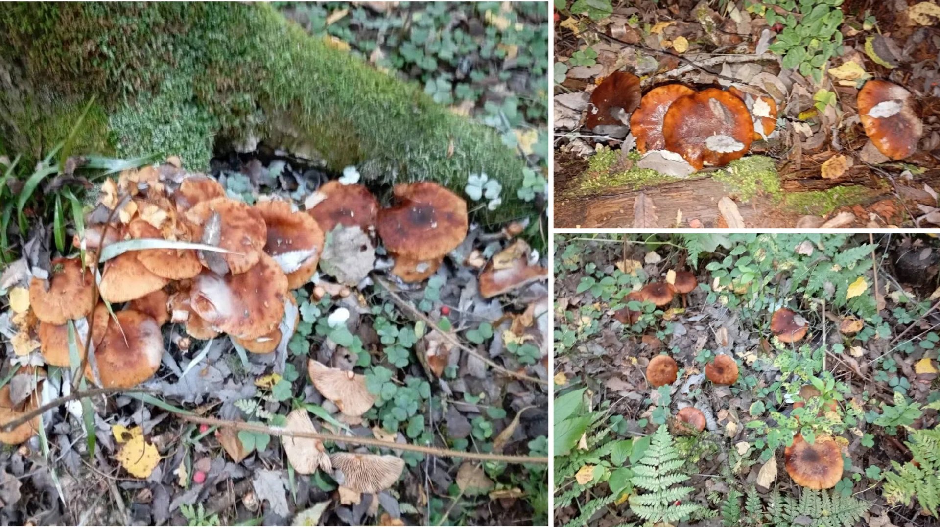 Сходила с мамой за опятамм смотреть онлайн