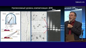 Киреев И.И. - Клеточная биология - 2. Строение клеточного ядра