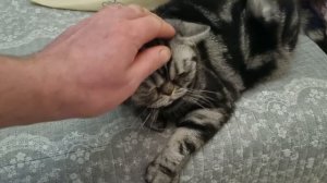 Котяра после ужина)