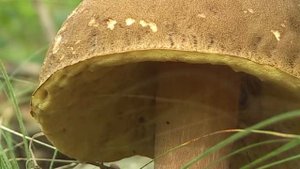 Грибы 1 / Mushrooms 1