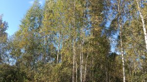 Вместе веселей. Работа на огороде не кончается. И это хорошо.