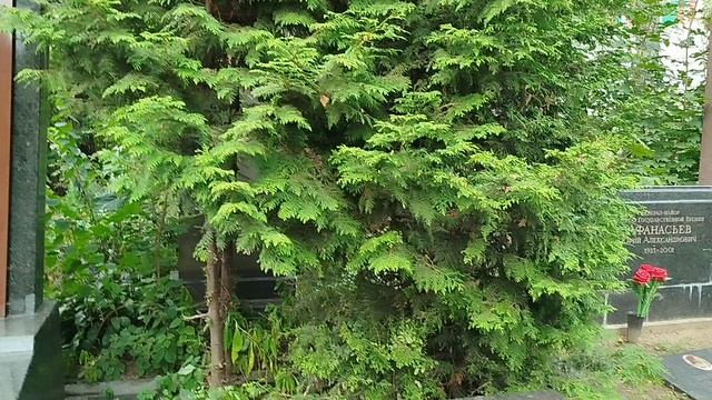 Новодевичье кладбище: могила Владимира Маяковского смотреть онлайн