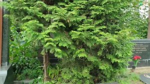 Новодевичье кладбище: могила Владимира Маяковского