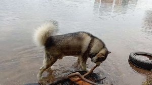 Нордик, ты бобёр! 🦫 😅🐹🐾🐺❤️ #маламут аляскинский #собака 23.09.2025  VID_20250923_135857