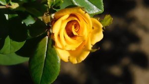 22==09==2025  ПВН  КМР   (62)