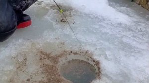 сиг в Стрелецком ручье  сезон 2024 25